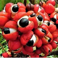 Guarana (Powder & Extract)