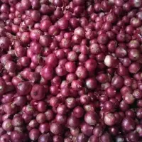 Onions