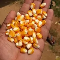 Maize