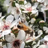 Bee on New Zealand Manuka Flower