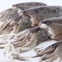 Fresh And Frozen Cuttlefish