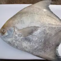 Chinese Pomfret