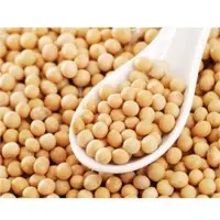 Soybean