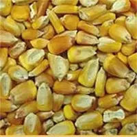 Corn & Maize