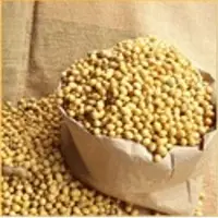 Soybean
