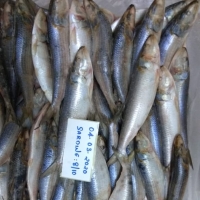 Frozen Sardines