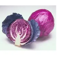 Red Cabbage
