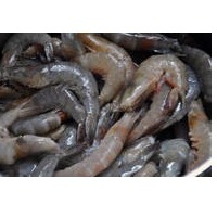 Frozen Shrimps or Lobsters