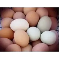 Fresh Chicken Eggs