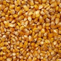Yellow Corn (Maize)