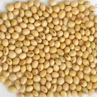 Soybean