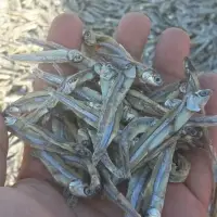 Frozen And Dry Anchovy Fish