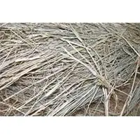 Bermuda Hay