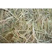 Oat Hay
