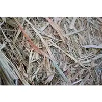 Sudangrass