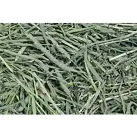 Timothy Hay