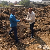Cow Dung Manure