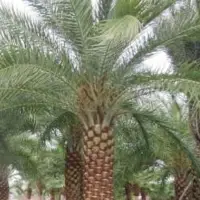 Phoenix Sylvestris (Date Palm)
