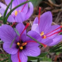 Saffron