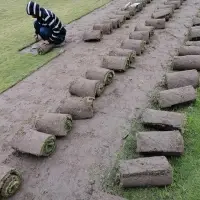 Carpet Grass