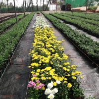 Flowers Plants
