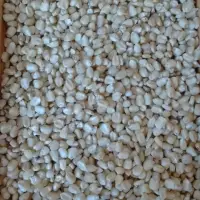 White Corn (Maize)