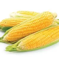 Yellow Corn (Maize)