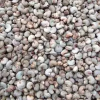Raw Cashew Nuts In Shell