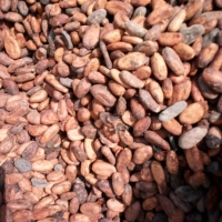 Cocoa Beans