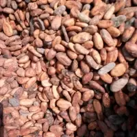 Cocoa Beans