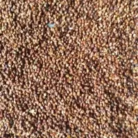 Maniguette/grains Of Paradise/Melegueta Pepper