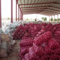 Yemen Red Onion