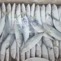 Fish Indian mackerel