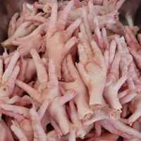 go4_apollo_agrisolution1_imageUrl_1603176488 Frozen Chicken Suppliers