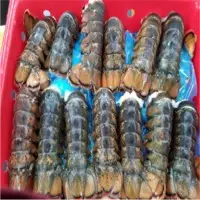 Lobster Tails