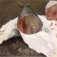 Bonito