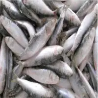 Sardines