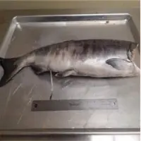 Chum Salmon