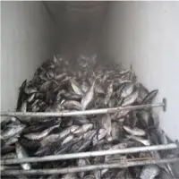 Black Skipjack Tuna