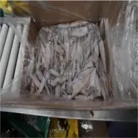 California Squid