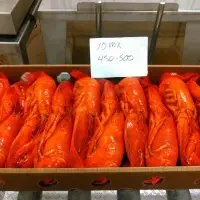 Canadian Lobsters (Homarus Americanus)