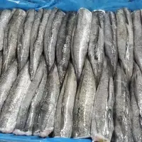 Hake (Merluccius Gayi)