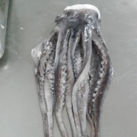 Frozen Tentacles Giant Squid