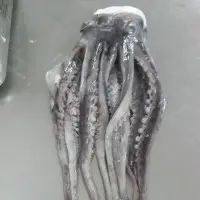 Frozen Tentacles Giant Squid