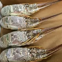 Florida Spiny Lobster (Panulirus argus)