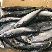 Mackerel Scomber Japonicus Fish