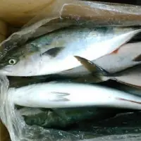 Yellowtail - Whole/Round