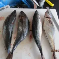 Horse Mackerel