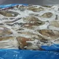 Baby Giant Squid