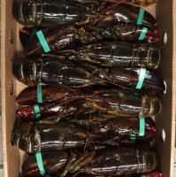 Chix Lobsters